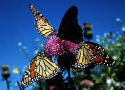 Monarch Butterflies