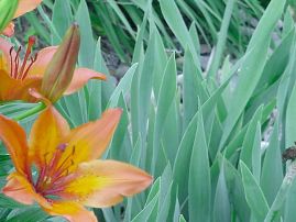 Day Lily