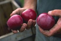 McIntosh Apples